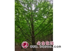 供应16公分中山杉 室外移栽中山杉 东台中山杉价格 恒宏苗木图1