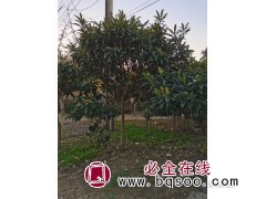 基地常年供应常绿小乔木枇杷树 各种行道树批发销售 恒宏苗木图1