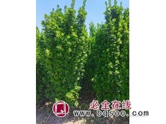 丛生北海道黄杨 常绿树木小苗 绿篱植物 嘉业花卉 北海道黄杨图1