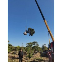 造型油松-园林绿化中油松造型的修剪方法-西安骏陇园林-油松