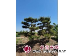 造型油松图1