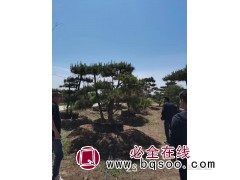 大规格油松图1