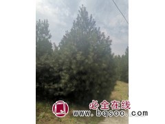 白皮松图1
