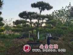 油松