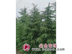 雪松图1