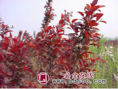 红叶李图1