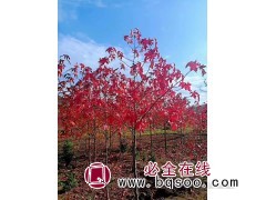 欧洲枫香在西安长势 欧洲枫香适应能力强 驻马店名优种植图1