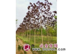 4-16公分红叶椿3万棵 红叶椿价格表 兴华苗圃 红叶椿小苗图1