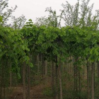 4-8公分大叶垂榆2000棵 大叶垂榆价格 大叶垂榆兴华苗圃