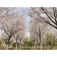 郯城京鲁苗圃场常年可提供樱花树，8-30公分樱花，樱花园建设