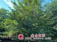 娜塔莉