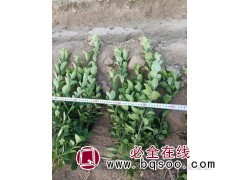 胶东卫矛 枝条粗壮根系发达耐寒庭院改造绿篱 众信苗圃场图1
