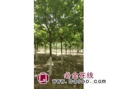 栾树、全冠栾树、骨架栾树、河北栾树基地 北栾 众信苗圃图1