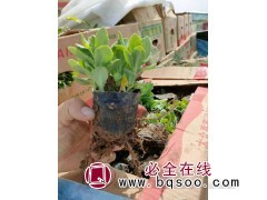 八宝景天小苗供应 青州花卉 八宝景天苗批发 丹林园林 景天图1