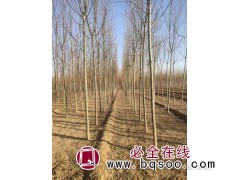 速生柳/旱柳 河北旱柳 速生柳价格 速生柳河道造景 众信苗圃图1