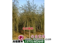 8公分金丝垂柳 小区绿化移栽苗 绿化苗木观叶景观 众信苗圃图1