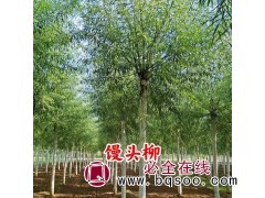 馒头柳价格 - 馒头柳价格批发价格-河北馒头柳基地 众信苗圃图1