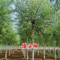 馒头柳价格 - 馒头柳价格批发价格-河北馒头柳基地 众信苗圃