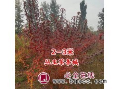 供应丛生茶条槭 丛生茶条槭价格 河北丛生茶条槭基地 众信苗圃图1