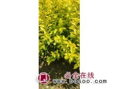 金叶女贞小苗供应 河北金叶女贞绿篱苗 金叶女贞苗 众信苗圃图1