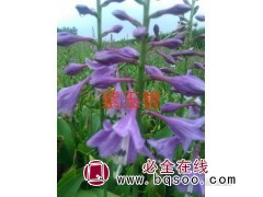 紫玉簪绿叶玉簪小苗图1