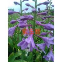 紫玉簪绿叶玉簪小苗