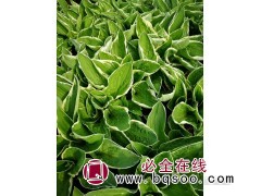 银边法兰西玉簪小苗图1