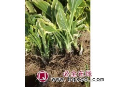 金边甜心玉簪苗图1