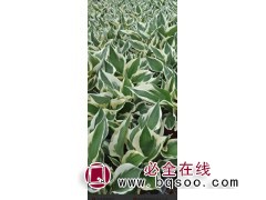 爱国者玉簪苗图1