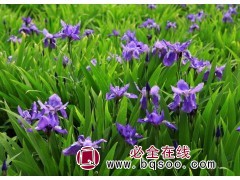 蓝蝴蝶鸢尾"成活率高"蓝蝴蝶鸢尾钵苗批发 鞍山花卉 国良图1