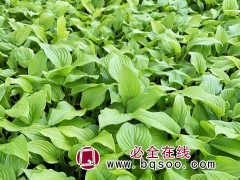 绿叶玉簪