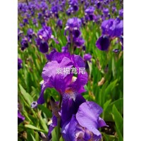 紫褐鸢尾苗 造景紫鹤鸢尾 公园绿化用花卉小苗 鞍山花卉 国良