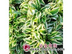 金边玉簪苗 大规格金边玉簪苗销售 鞍山花卉 国良 玉簪基地图1