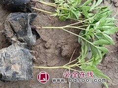 芍药杯苗