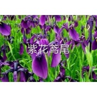 紫花鸢尾苗销售 公园造景鸢尾苗 鞍山花卉 鸢尾苗 盛世园林