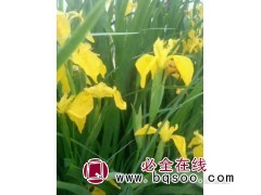 黄菖蒲鸢尾图1