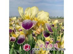 黄鹤鸢尾图1