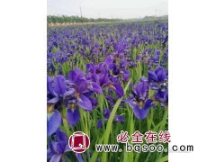 西荪鸢尾图1