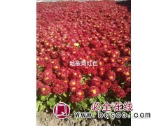 地被菊花苗 开花早花期长 花色艳丽繁多园林地被 国良 地被菊图1