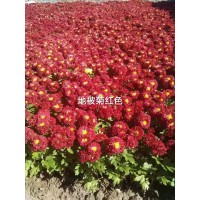 地被菊花苗 开花早花期长 花色艳丽繁多园林地被 国良 地被菊