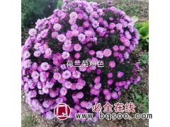 荷兰菊杯苗工程绿化 花海设计专用荷兰菊苗 花坛造景 国良花卉图1