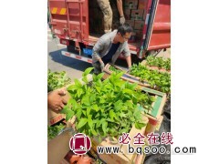 火焰南天竹批发 红叶南天竹钵苗 山东火焰南天竹基地 红丹林图1