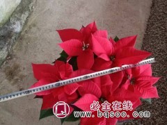 一品红