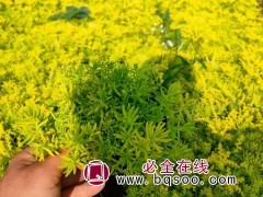 黄金佛甲草