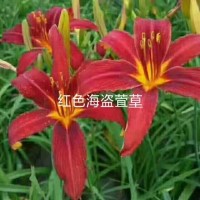 红色海盗萱草苗供应 鞍山花卉基地 园林绿化造景萱草 盛世园林