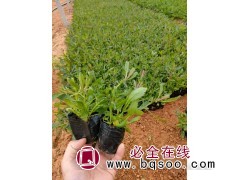 马鞭草小苗批发 造景绿化工程用马鞭草 青州花卉 红丹林园林图1
