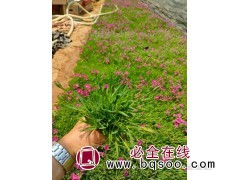 欧石竹小苗批发 青州花卉价格 花期场盆花 欧石竹造景 红石林图1