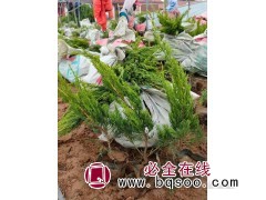 小龙柏苗 绿化绿篱苗 园林绿化工程苗 小龙柏钵苗销售 红丹林图1