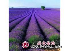 薰衣草小苗批发价格 青州花卉 薰衣草花海设计 薰衣草 红丹林图1