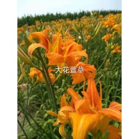 大花萱草苗